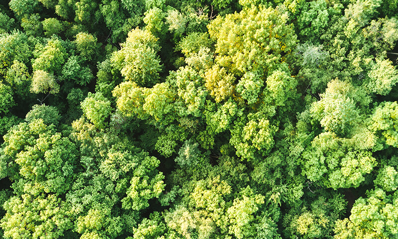 Meža īpašuma nosaukums